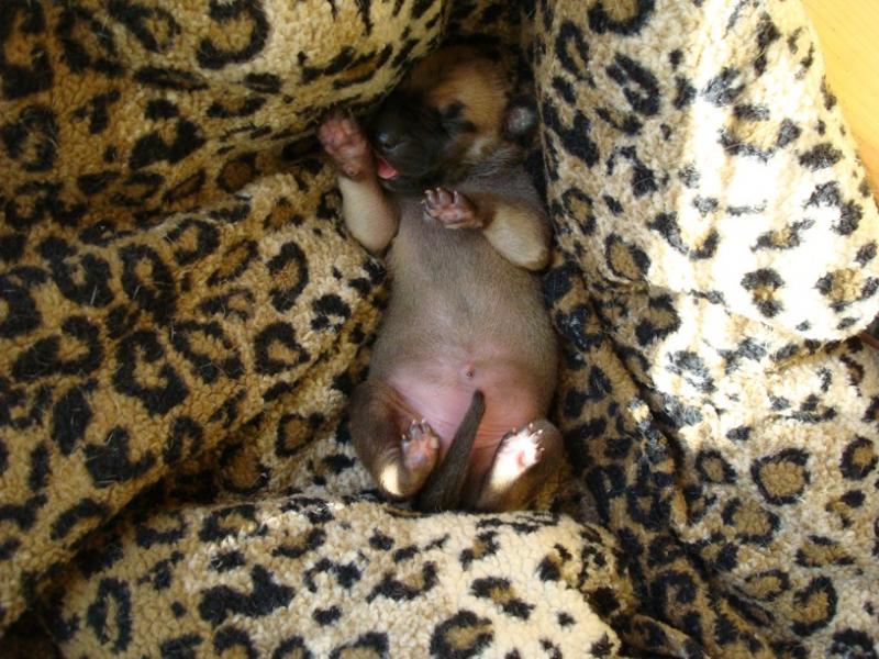 Teddy Bear