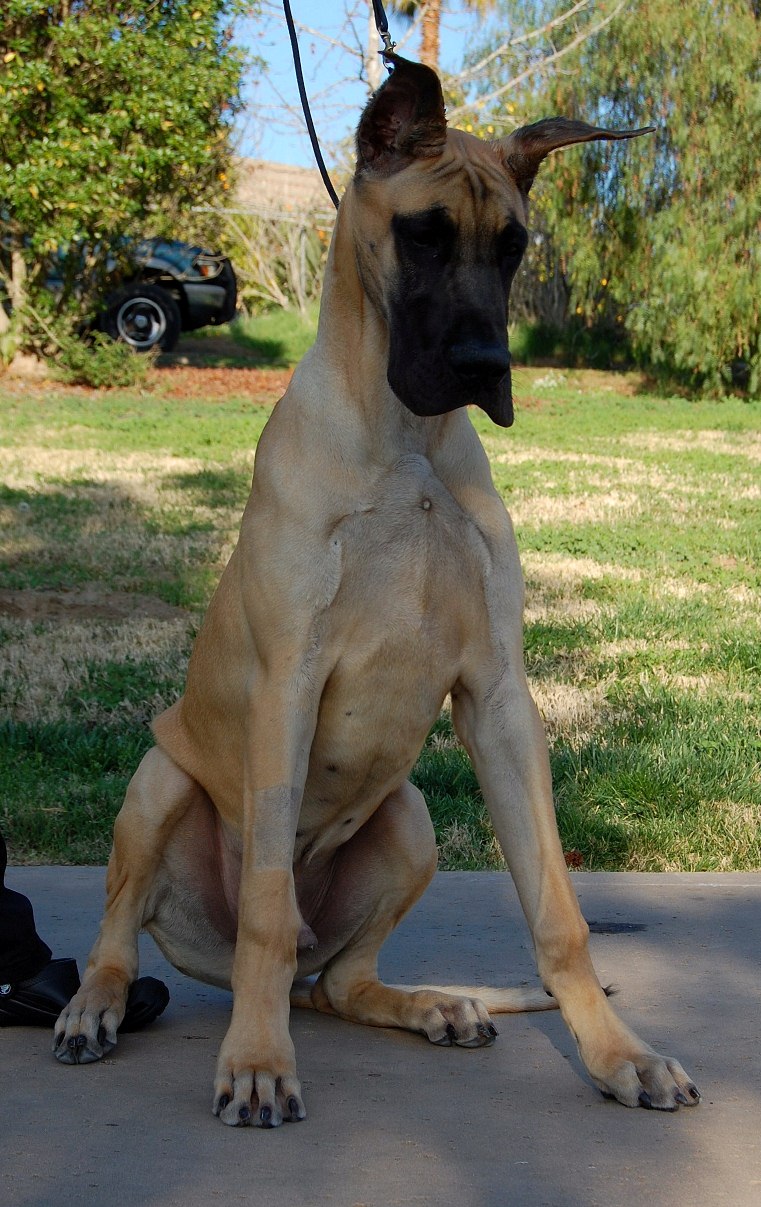 Baby Macho-5 Months Old