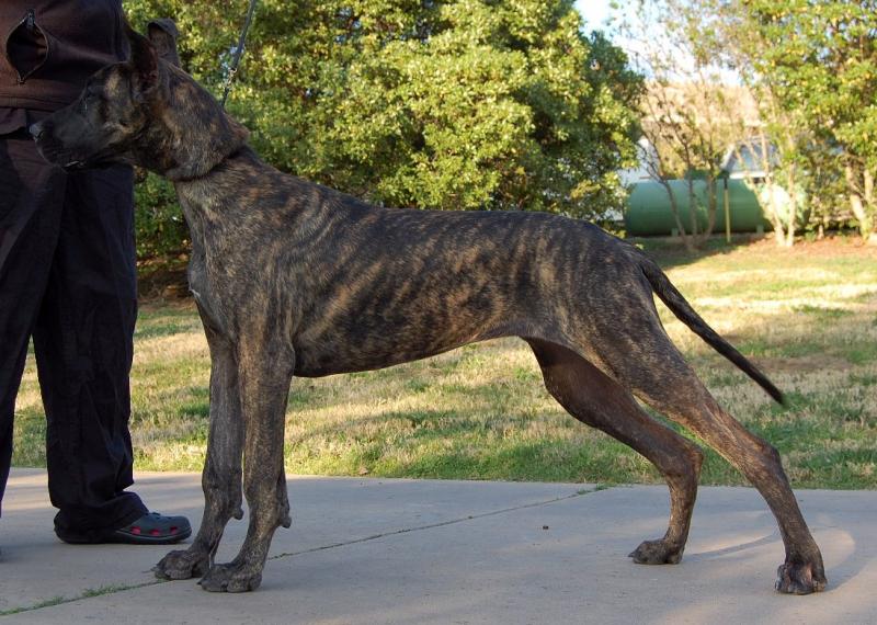 Baby Maggie  stretching